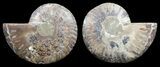Polished Ammonite Pair - Agatized #56305-1